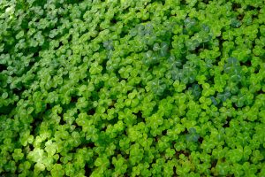 pictures of clovers for St. Patrick's day